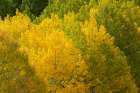 USA-Colorado-Uncompahgre National Forest Autumn-colored forest Art Print